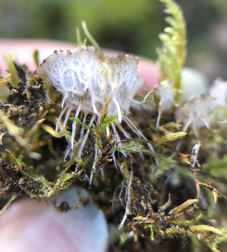 iNaturalist observation photo of pelt lichens