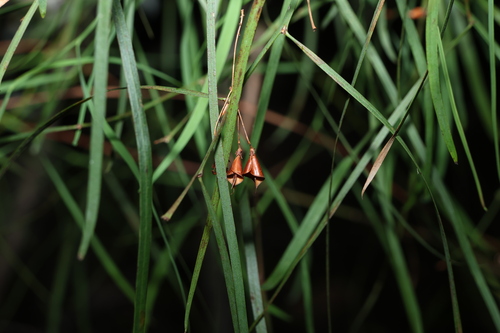 long-leaf bitter-pea (Daviesia wyattiana)