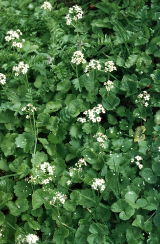 Heartleaf Saxifrage (Micranthes nelsoniana)