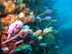 Pyura spinifera