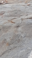 Tropidurus semitaeniatus