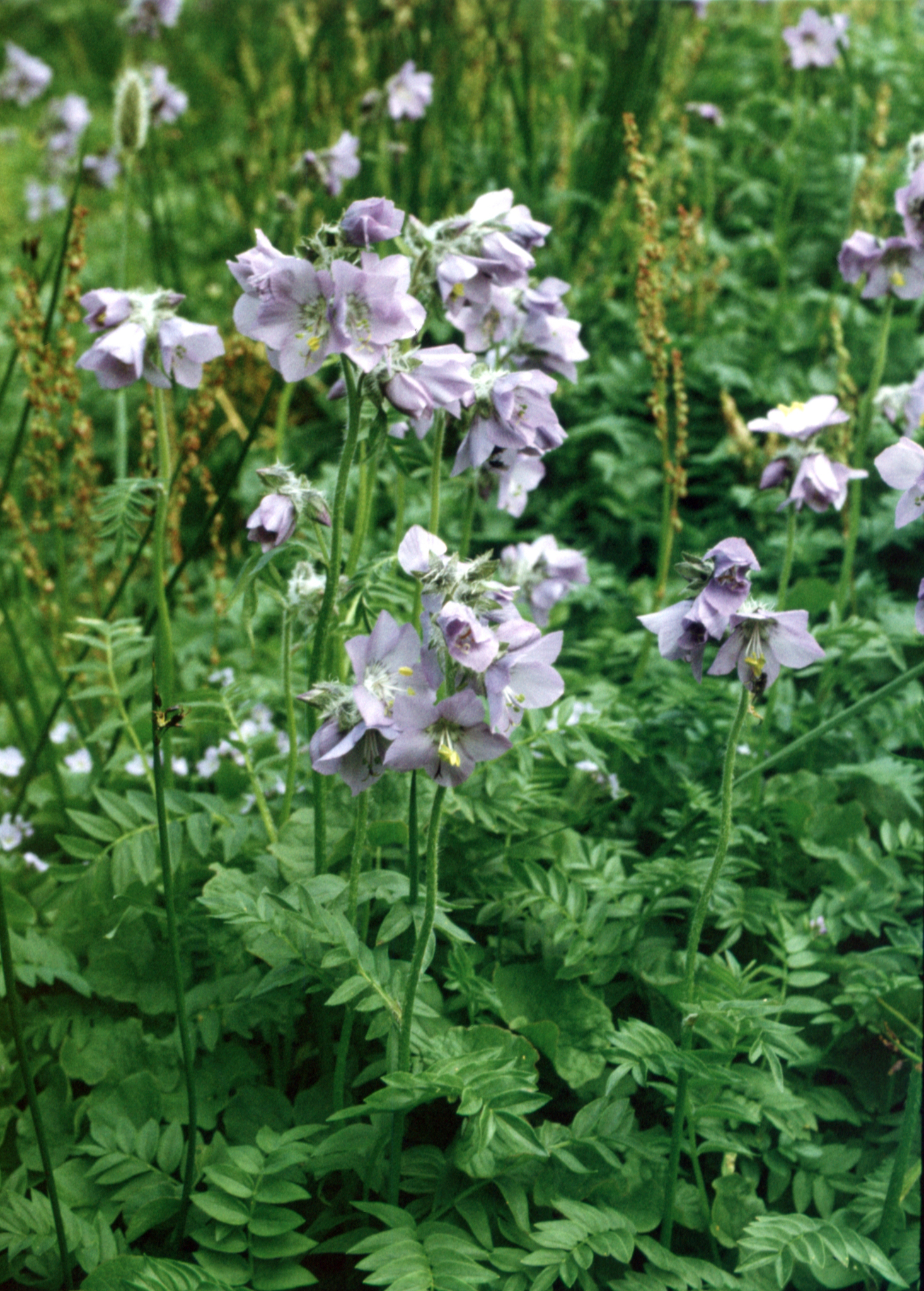 Tall Jacob's-Ladder (Polemonium acutiflorum)