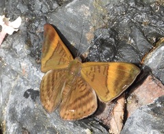 Emesis cypria guppyi