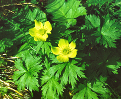 (c) Oleg Kosterin, some rights reserved (CC BY) Trollius riederianus, photograph (c) Oleg Kosterin, some rights reserved (CC BY)