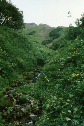 Trollius riederianus, photograph 6