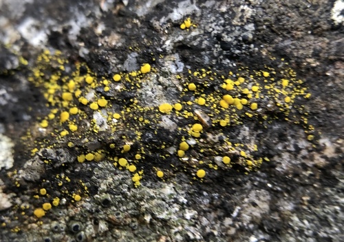 iNaturalist observation photo of Goldspeck Lichens