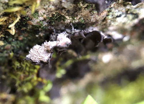 iNaturalist observation photo of Collemataceae