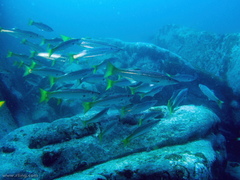 Dinolestes lewini