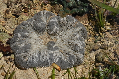 Stichodactyla