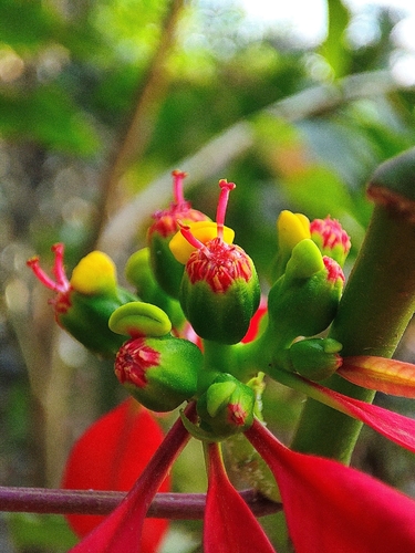 Poinsettia