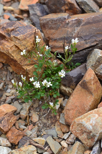 Mignonette-leaved Bittercress (Cardamine resedifolia)
