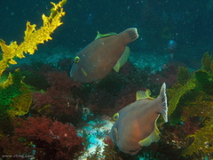 Eubalichthys bucephalus