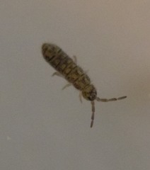 Isotominae