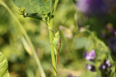 Conocephalus longipes