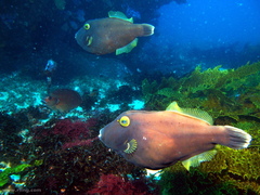 Eubalichthys bucephalus