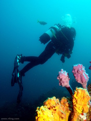 Pyura spinifera