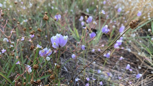 Burmannia coelestis observed 2025-12-28