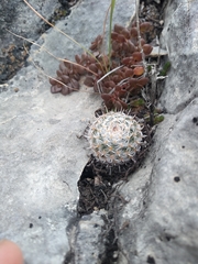 Mammillaria parkinsonii
