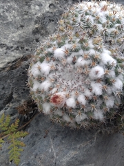 Mammillaria parkinsonii