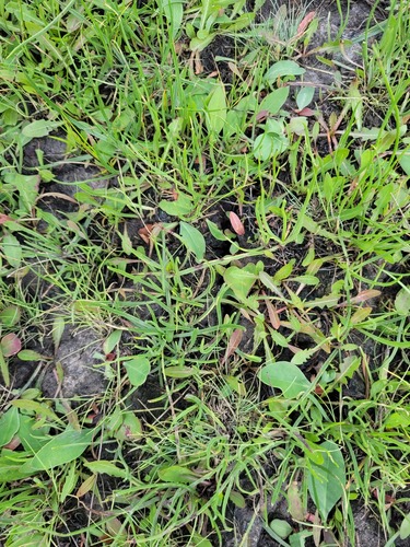 Saliniferous plantain (Plantago salsa)