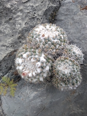 Mammillaria parkinsonii