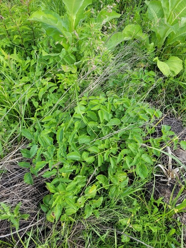 Marsh Angelica (Ostericum palustre)
