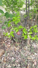 Melocactus zehntneri