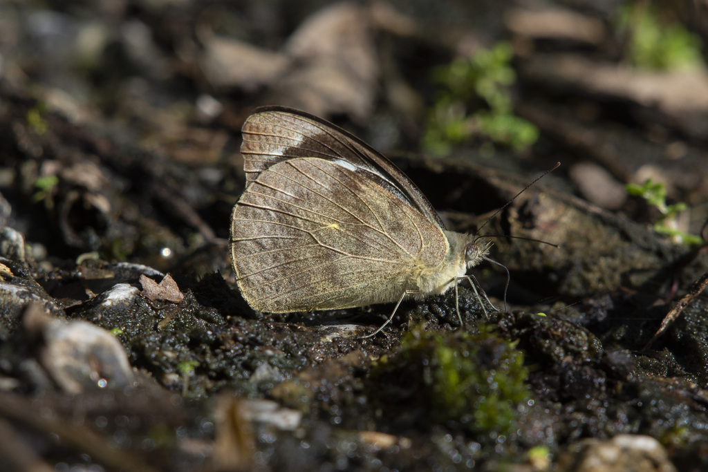 Appias pandione (Appias pandione)