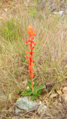 Sinningia allagophylla
