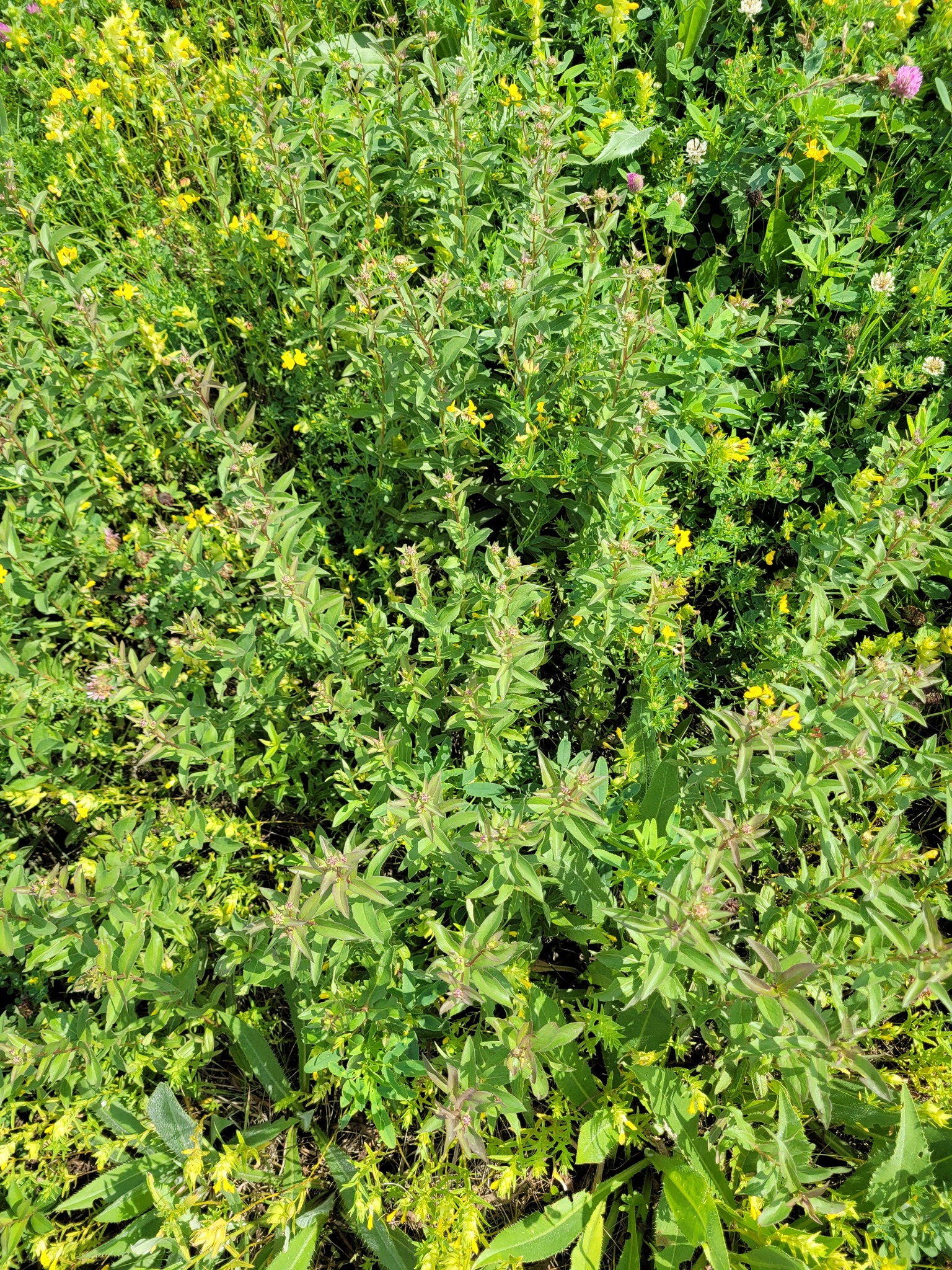 Pentanema asperum