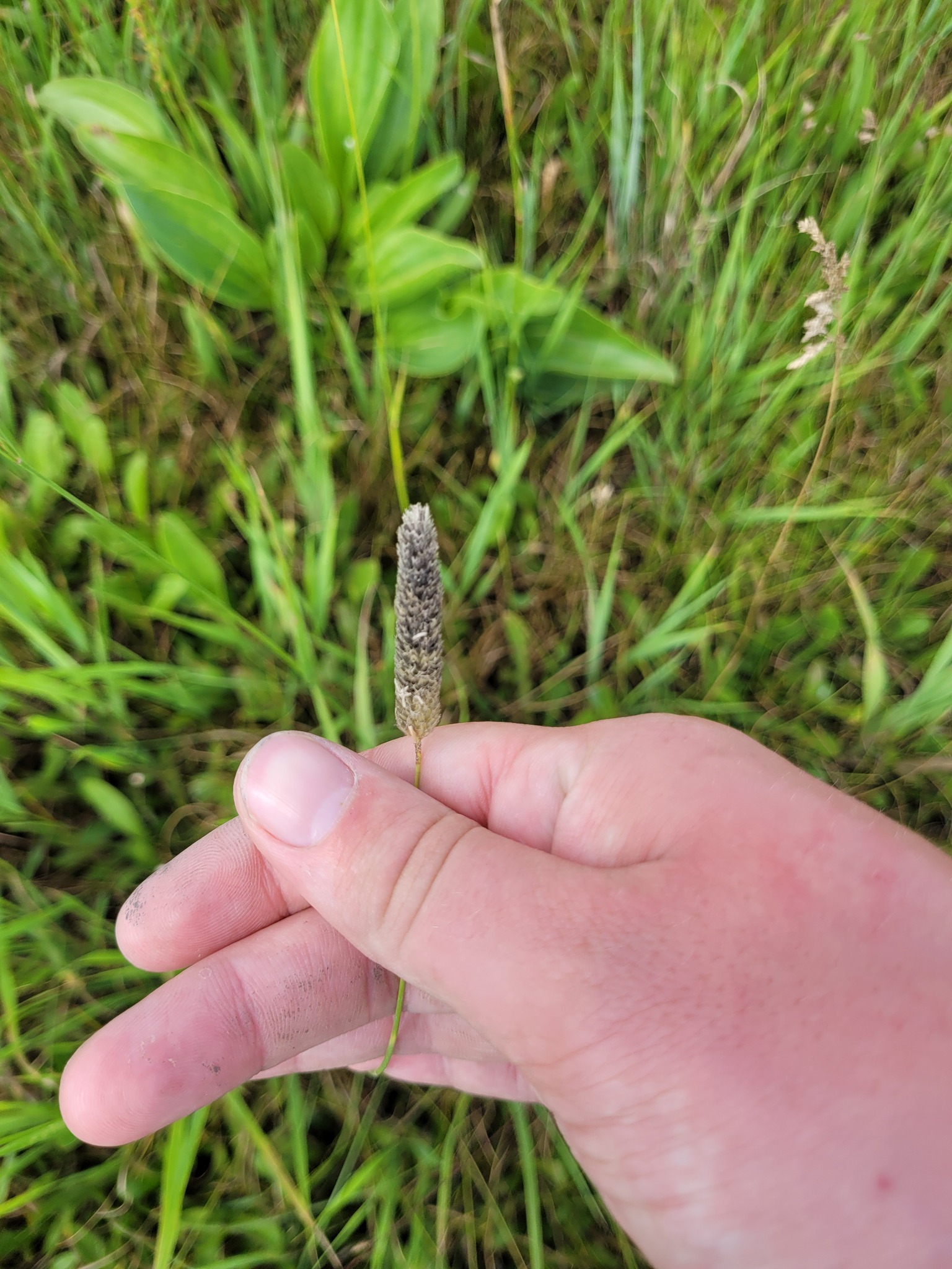 Creeping Foxtail (Alopecurus arundinaceus)