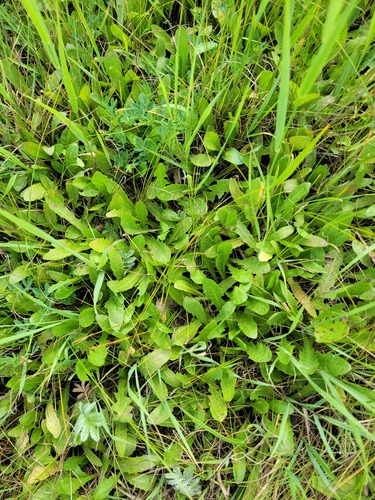 Taraxacum besarabicum (Taraxacum besarabicum)