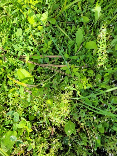 Faded speedwell (Veronica anagalloides)