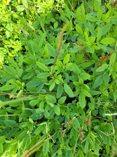 Small-flowered melilot (Melilotus dentatus)