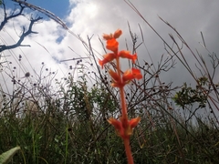 Sinningia allagophylla