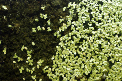 turion duckweed (Lemna turionifera)