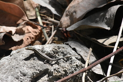 Cryptoblepharus renschi