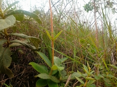 Sinningia allagophylla