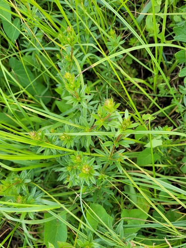River Bedstraw (Galium rivale)