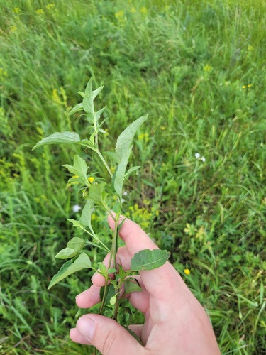 fen violet (Viola stagnina)