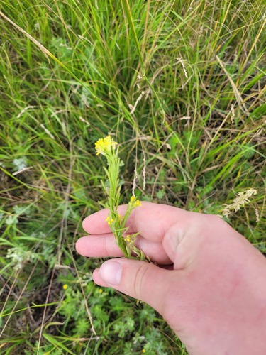 Hawkweed-leaved Treacle-mustard (Erysimum hieraciifolium)