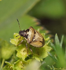 Eysarcoris aeneus