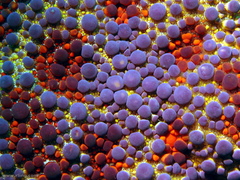 Asterodiscides truncatus