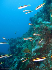 Trachinops taeniatus