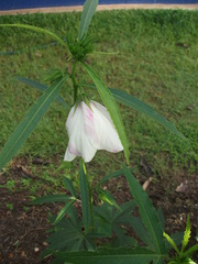 Hibiscus meraukensis