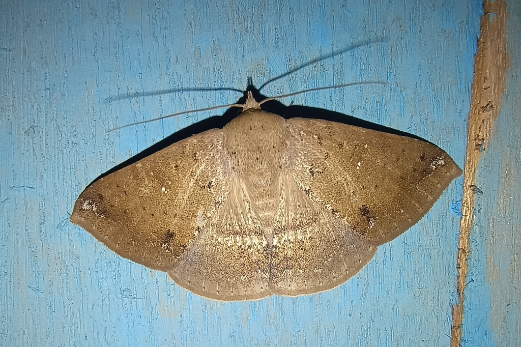 Ericeia rectimargo