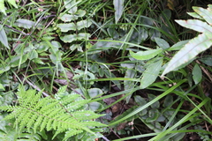Luzula picta pallida