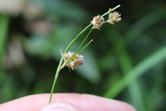Luzula picta pallida
