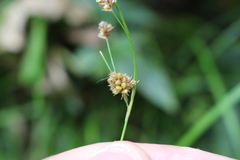 Luzula picta pallida