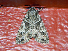 Platypolia anceps